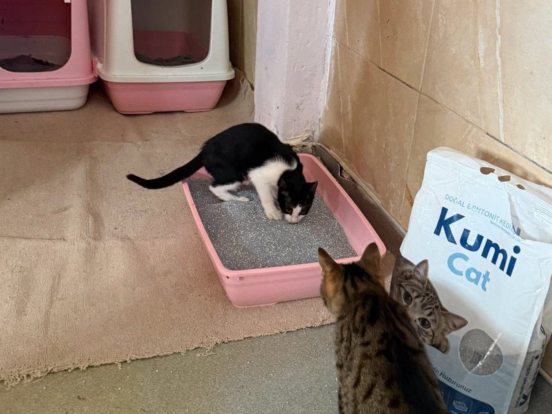 ENCANDER bakımevinde Kumi Cat kedi kumu dolu kabı kullanan kediler — Kumi Cat bağışı, 3 Eylül 2026