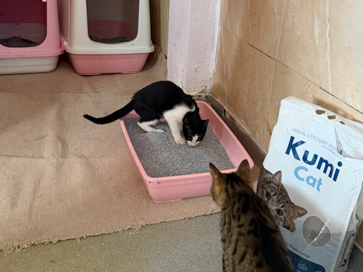 ENCANDER bakımevinde Kumi Cat kedi kumu dolu kabı kullanan kediler — Kumi Cat bağışı, 3 Eylül 2026