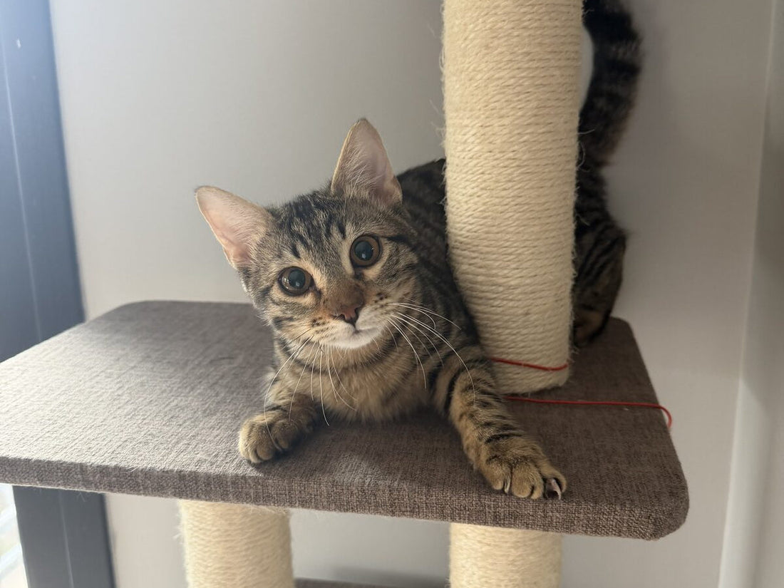Kumi Cat'in yüzü Zeytin bugün, kedi ağacında — bir zamanlar 300 gram bulunan kedi