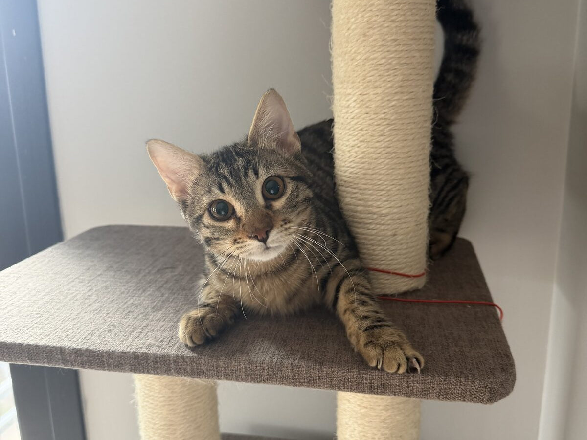 Kumi Cat'in yüzü Zeytin bugün, kedi ağacında — bir zamanlar 300 gram bulunan kedi