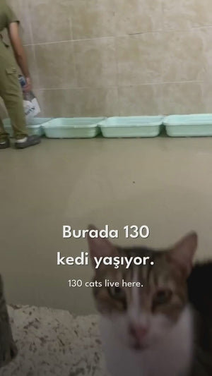 Kumi Cat ilk bağışı: 1.220 paket kum, 130 kedinin yaşadığı bir hayvan derneğine ulaştı